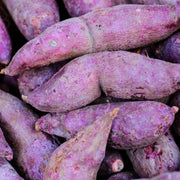 Molokai Purple Sweet Potato Seeds