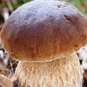 Porcini Mushroom Seeds