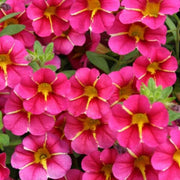 Deep Pink Calibrachoa Seeds