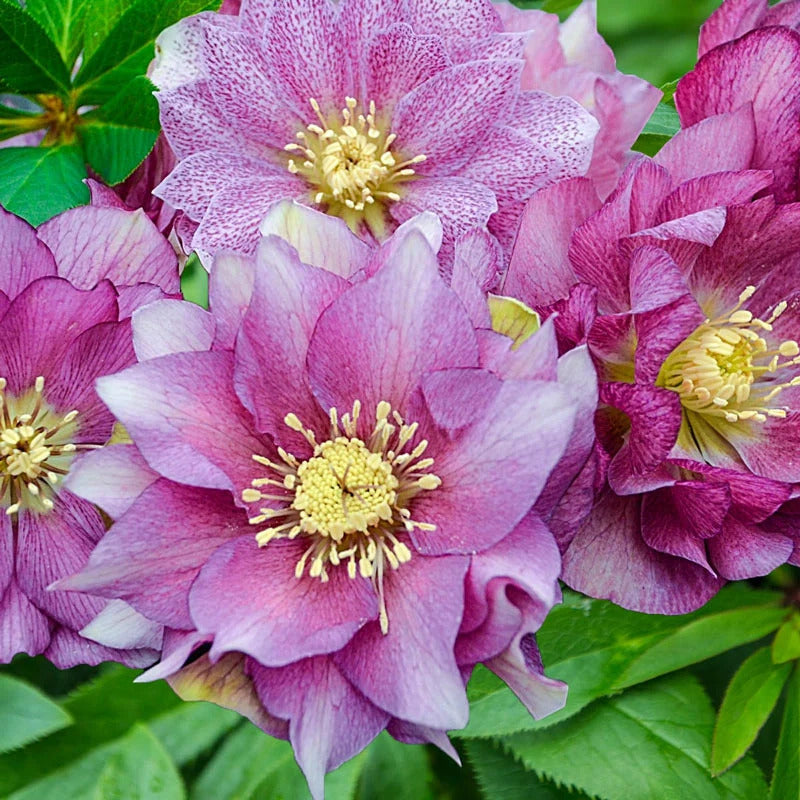 Helleborus Orientalis Lenten Rose Seeds