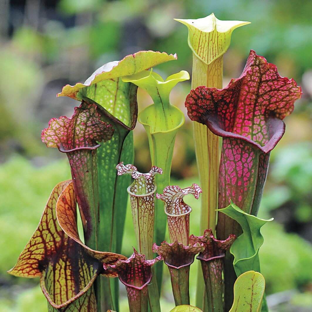 Lovely Pitcher Seeds