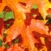 Acer saccharum Sugar Maple Seeds, Herbal