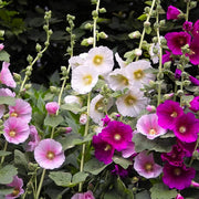 Indian Spring Hollyhock Seeds