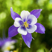 Purple Columbine Seeds