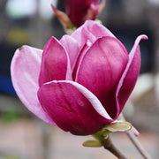 Purple Yulan Magnolia Seeds