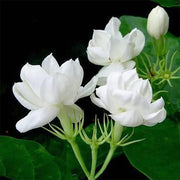 Arabian Fragrant Jasmine Seeds