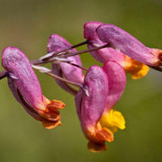 Pink Rock Harlequin Seeds