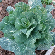 Green Georgia Collard Greens Seeds