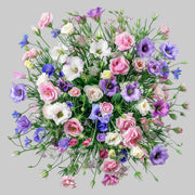Mixed Colors Lisianthus Seeds