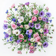 Elegant Lisianthus Seeds