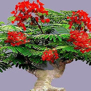 Delonix Regia Flamboyant Flame Seeds