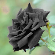 Black Rose Seeds