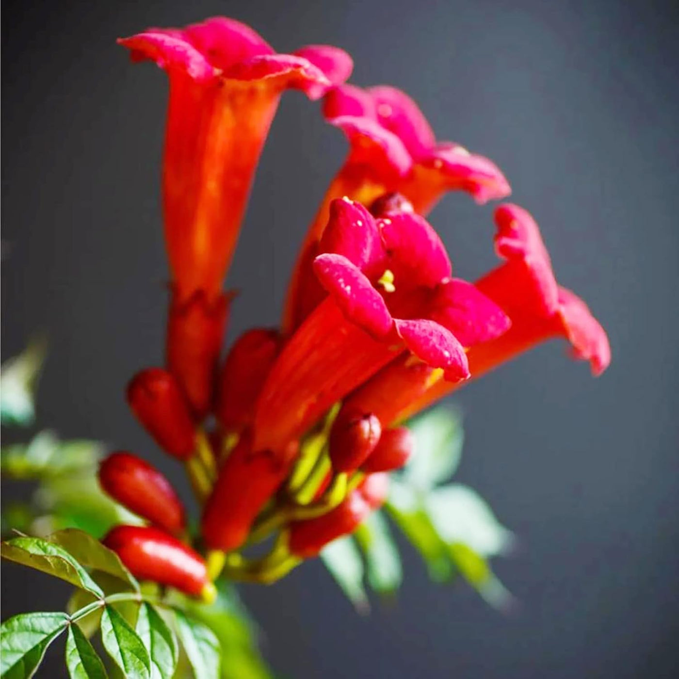 Red Trumpet Vine Seeds