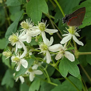 Virginiana Clematis Seeds