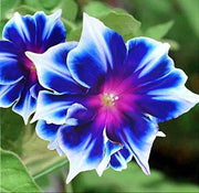Blue & White Morning Glory Seeds