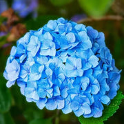 Sea Blue Hydrangea Seeds