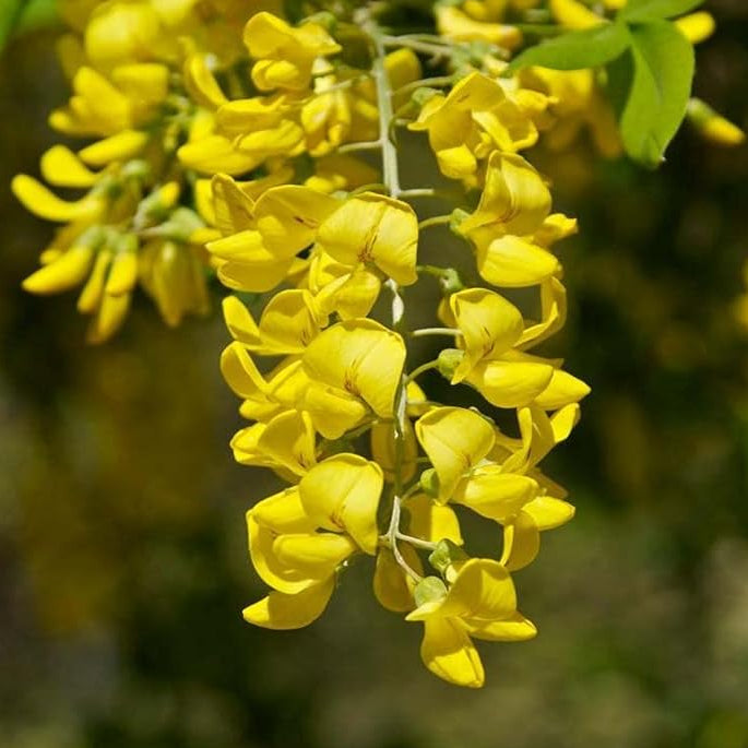 Laburnum Anagyroides Seeds, Golden Chain