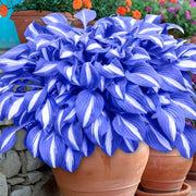 Hosta Seeds, Blue and White