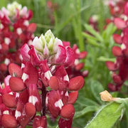 Red & White Lupine Seeds