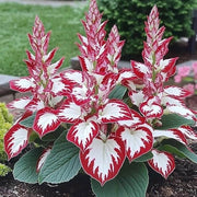White and Red Hosta Seeds