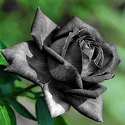 Black Rose Seeds