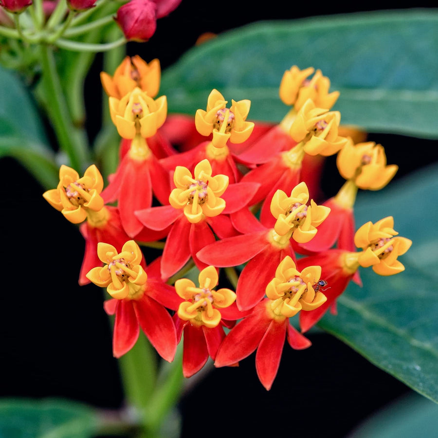 Tropical Milkweed Seeds
