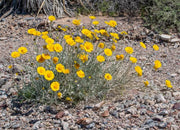 Baileya Multiradiata Desert Marigold Seeds