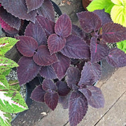 Palisandra Black Coleus Seeds, Herbal