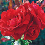 Don Juan Climbing Rose Seeds