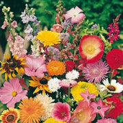 Cottage Mix Armeria Seeds