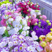 Mixed Colors Lisianthus Seeds