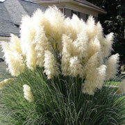White Pampas Seeds