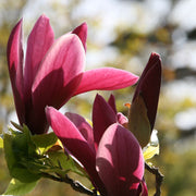 Liliiflora Magnolia Seeds