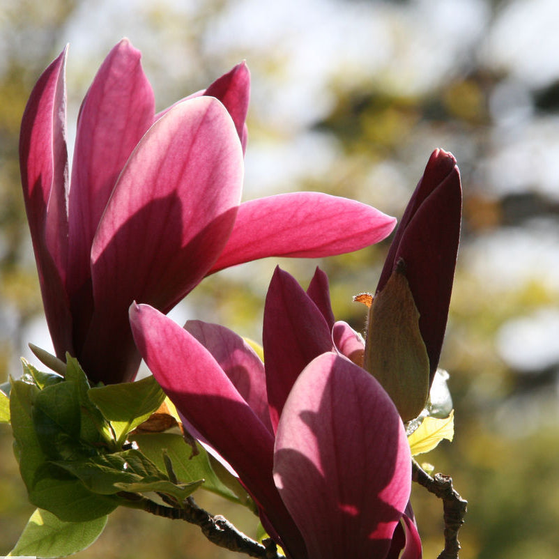 Liliiflora Magnolia Seeds