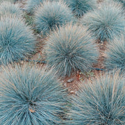 Ornamental Blue Fescue Seeds, Herbal