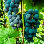 Blue Indigo Grape Seeds