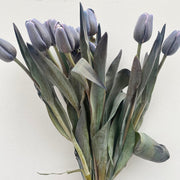 Dark Gray Tulip Seeds