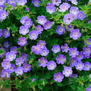 Geranium Seeds, Rozanne