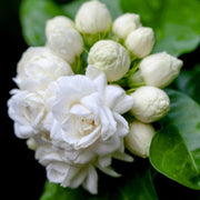 Fragrant Blooming Jasmine Seeds