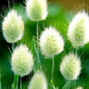 Hare's Tail Grass Lagurus Ovatus Seeds