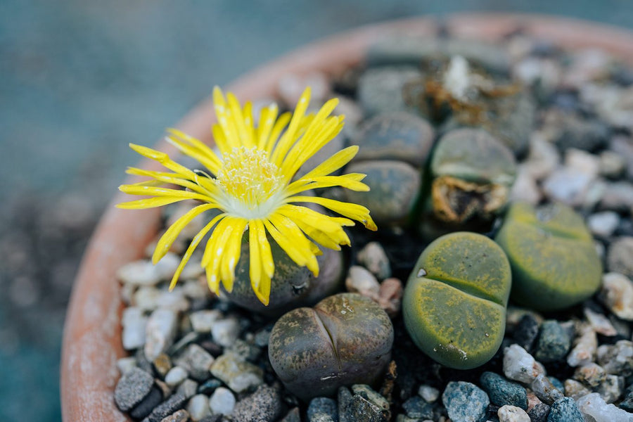 Living Stones Succulent Lithops Seeds