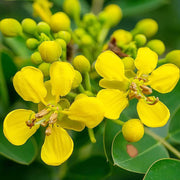 Egyptian Senna Alexandrina Seeds