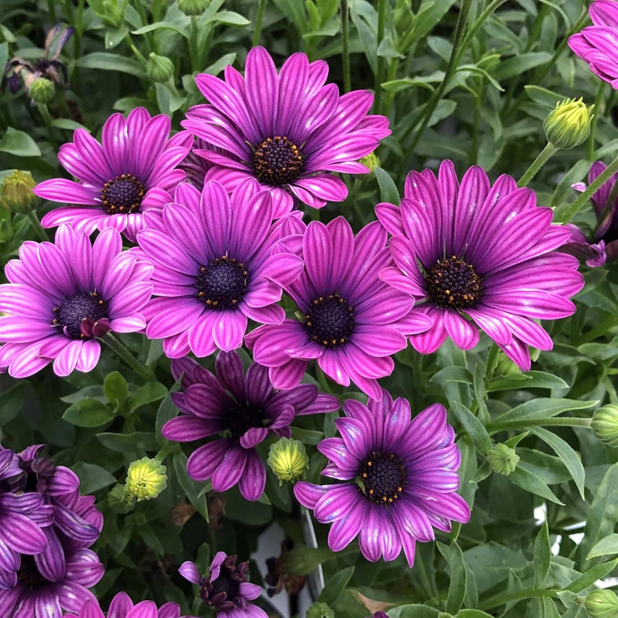 Purple Osteospermum Seeds