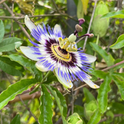 Mixed Passion Passiflora Seeds