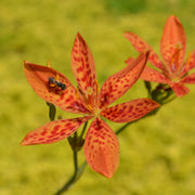 Chinensis Belamcanda Seeds