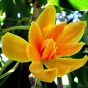 Ornamental Tree Magnolia Seeds