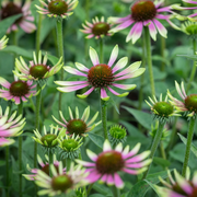 Green Twister Echinacea Seeds