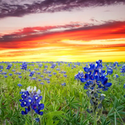 Texas Bluebonnet Lupine Seeds