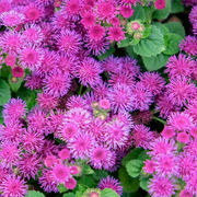 Pink Floss Seeds