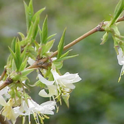 Fragrantissima Lonicera Seeds